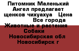 Питомник Маленький Ангел предлагает щенков чихуахуа › Цена ­ 10 000 - Все города Животные и растения » Собаки   . Новосибирская обл.,Новосибирск г.